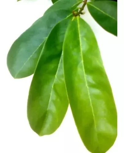 Folhas graviola