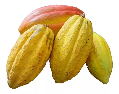 Muda de cacau