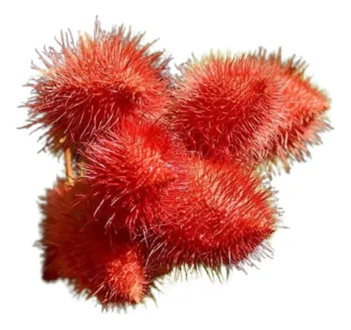 Muda de urucum