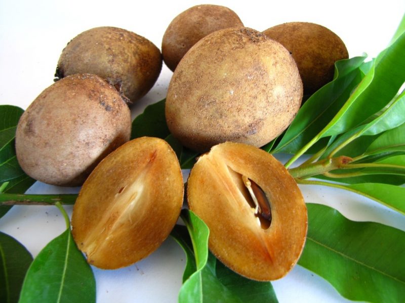 Muda de Jenipapo