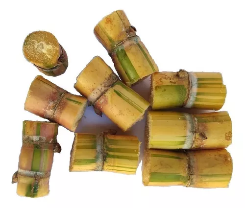 Mudas De Cana