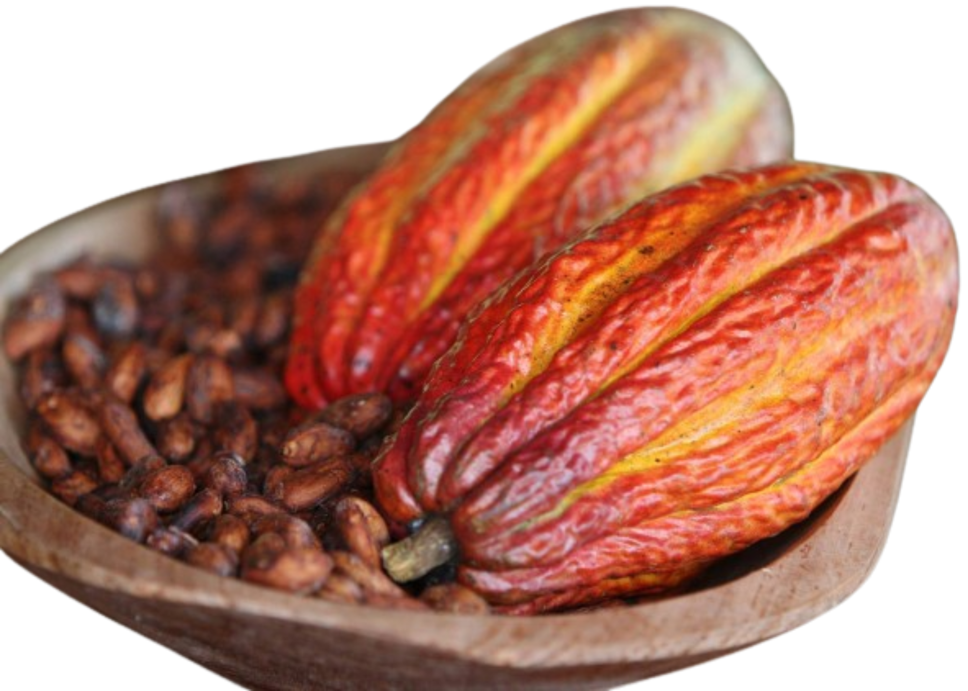 Fruta do cacau