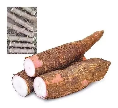 Muda de aipim
