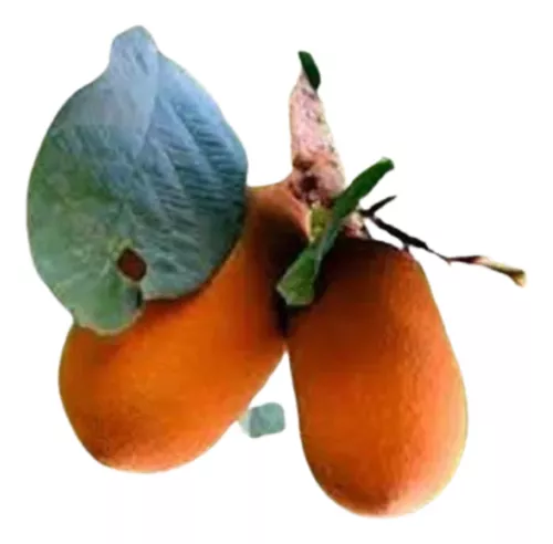 Muda de cupuaçu