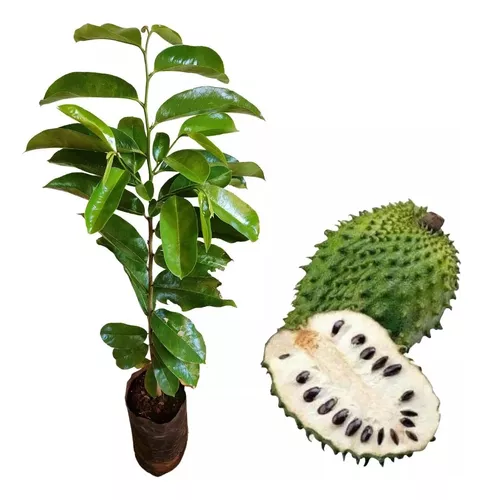 Muda de graviola
