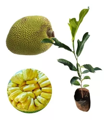 Muda De Jaca