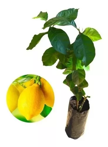 Muda De Limão Siciliano Enxertada