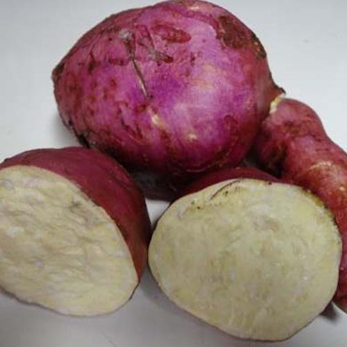 Muda de Batata Doce